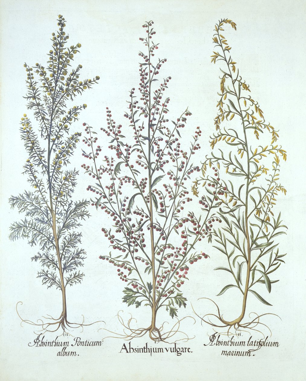 Variaciones de ajenjo, de Hortus Eystettensis, por Basil Besler, pub. 1613 de German School