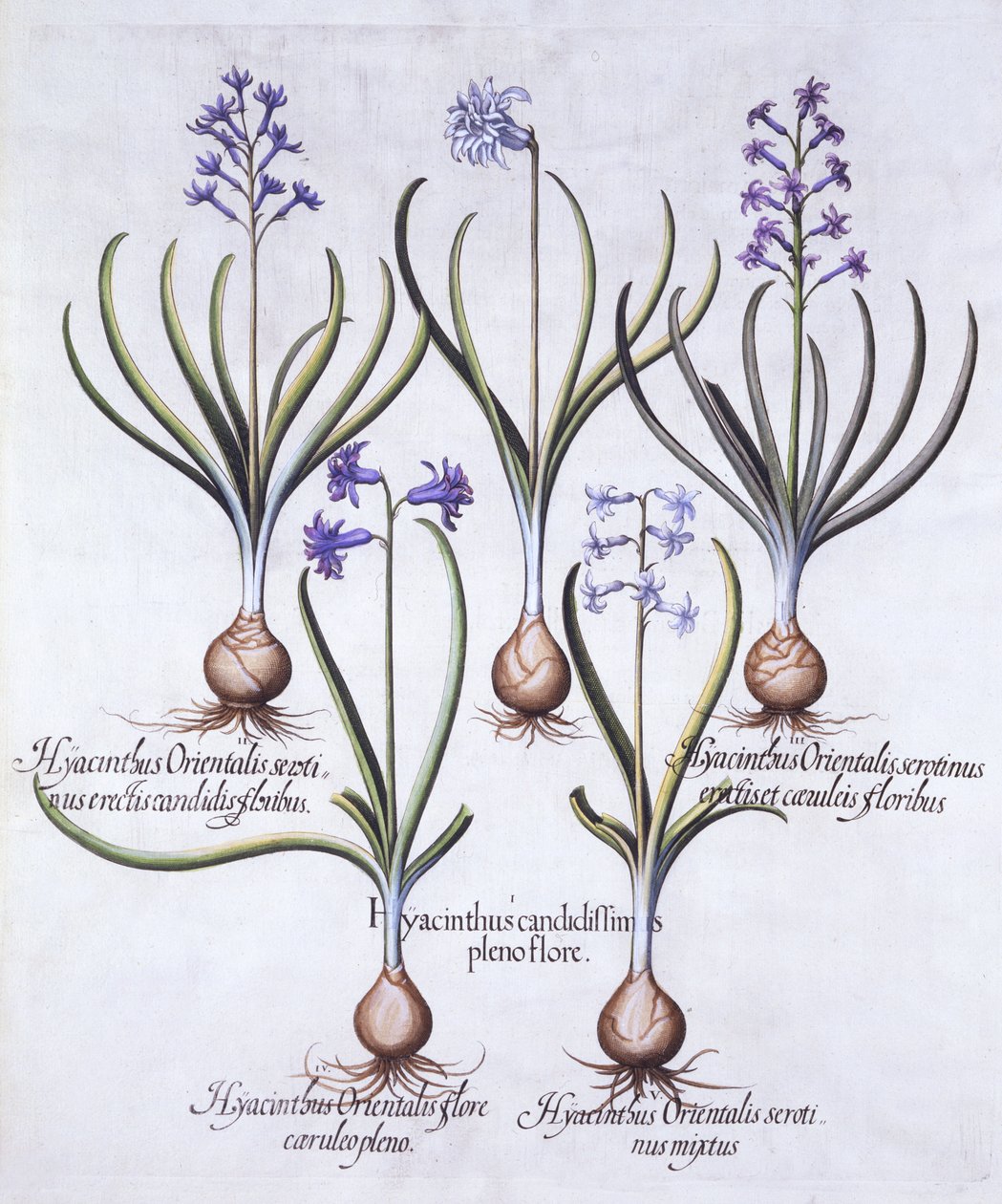 Variedades de jacinto con bulbo, de Hortus Eystettensis, por Basil Besler, pub. 1613 de German School