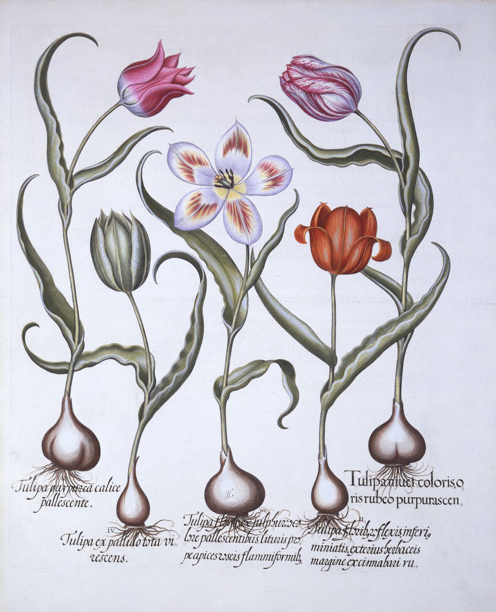 Variedades de Tulipán, de Hortus Eystettensis, por Basil Besler, pub. 1613 de German School