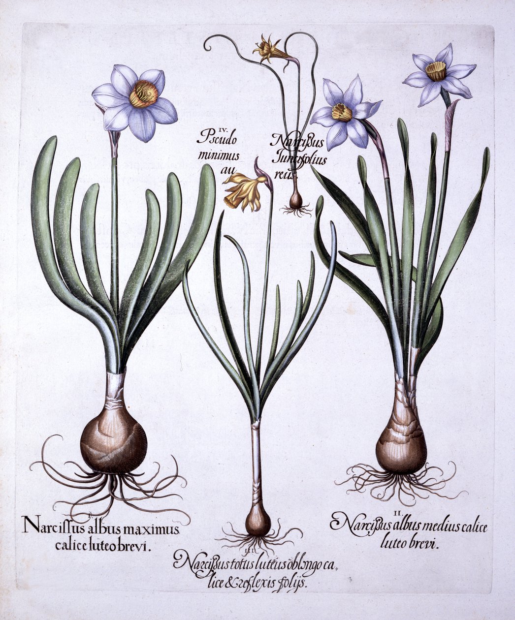Varios Narcisos, de Hortus Eystettensis, por Basil Besler, pub. 1613 de German School