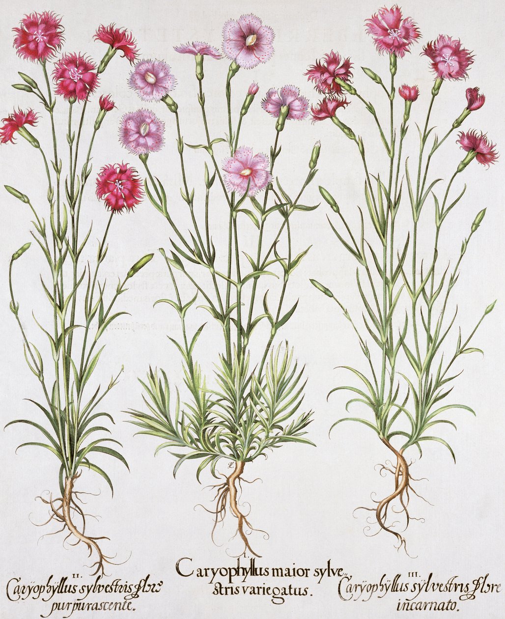 Varias variedades de Dianthus, de Hortus Eystettensis por Basil Besler, pub. 1613 de German School