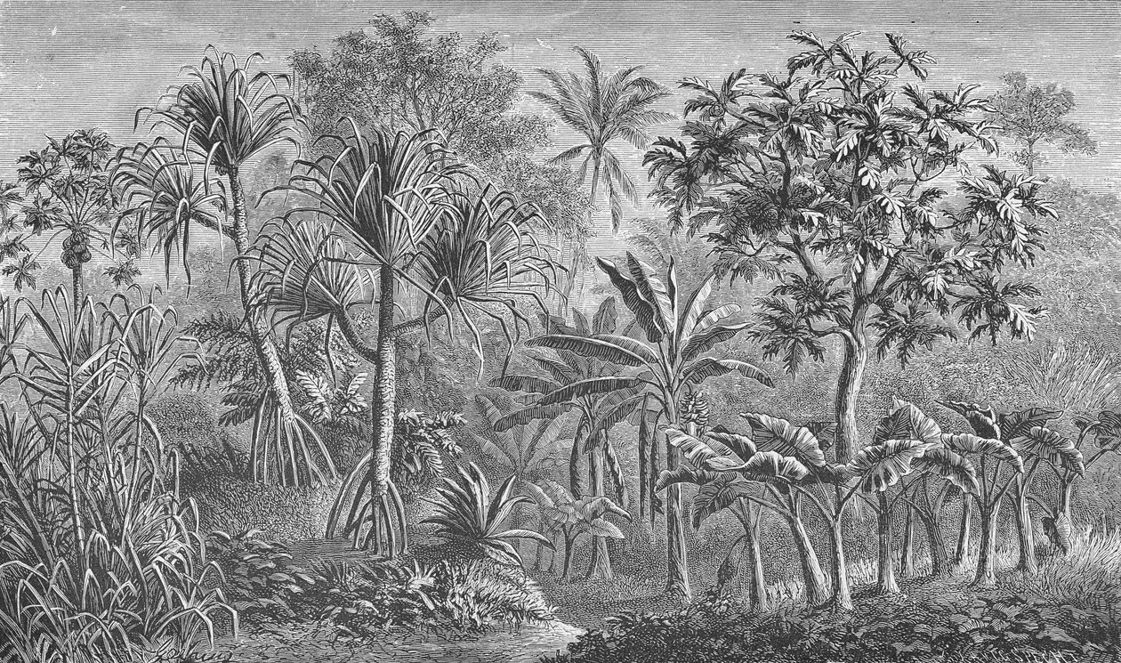 Vegetación en India de German School