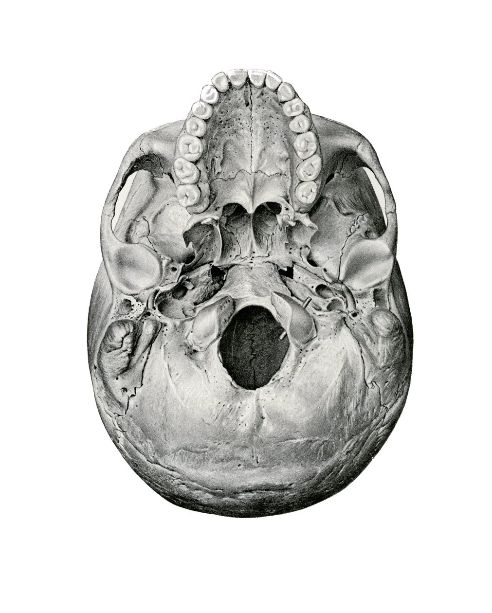 Vista ventral del cráneo humano de German School