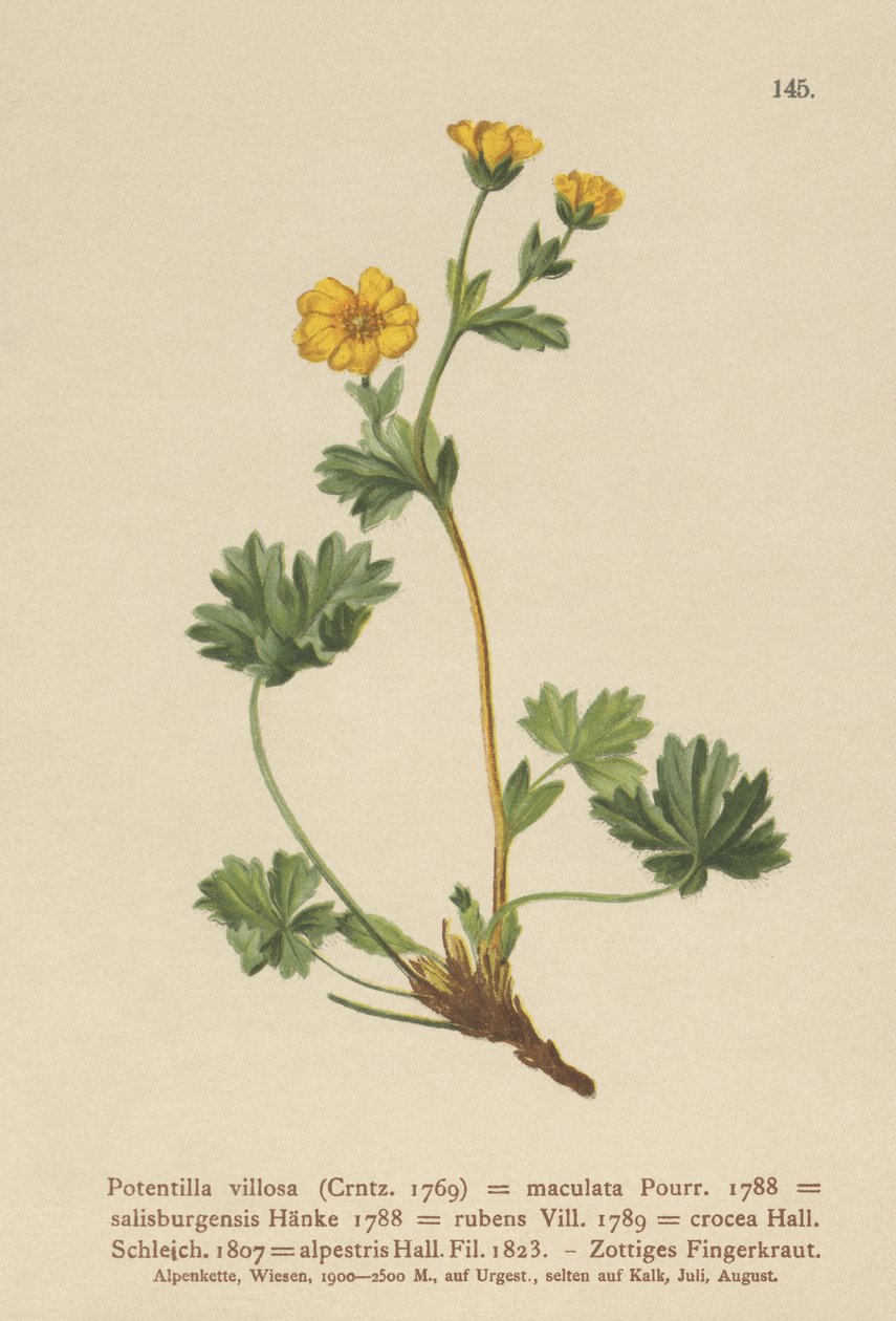 Potentilla villosa (Potentilla villosa, Potentilla maculata, Potentilla rubens, Potentilla crocea, Potentilla alpestris, Potentilla salisburgensis) de German School