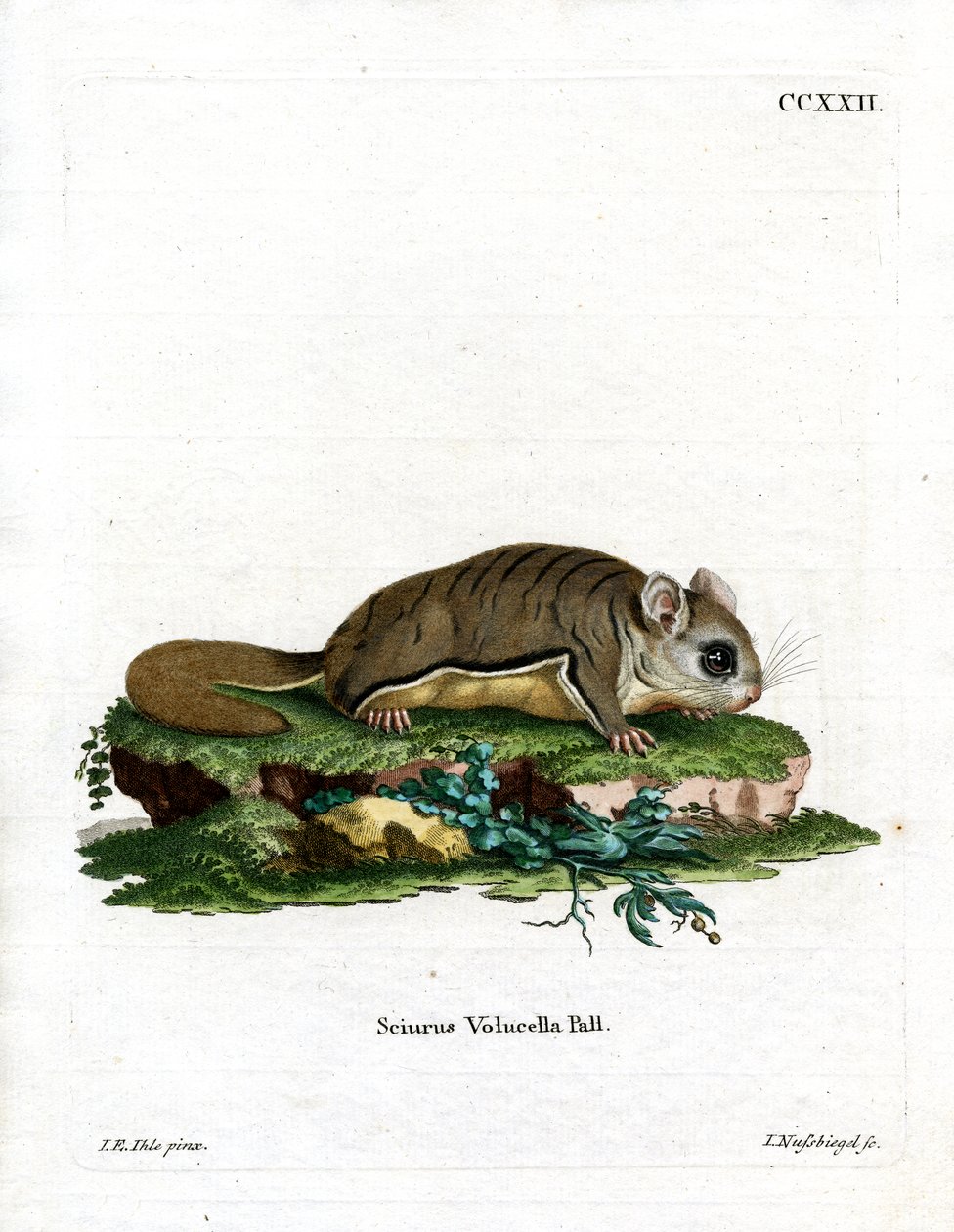 Ardilla voladora de Virginia de German School