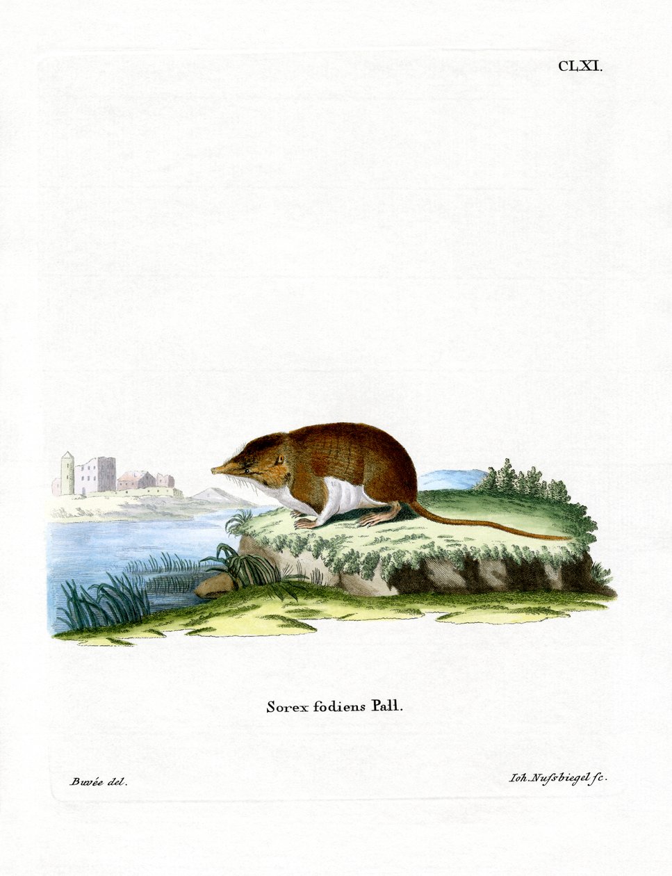 Musaraña de Agua de German School