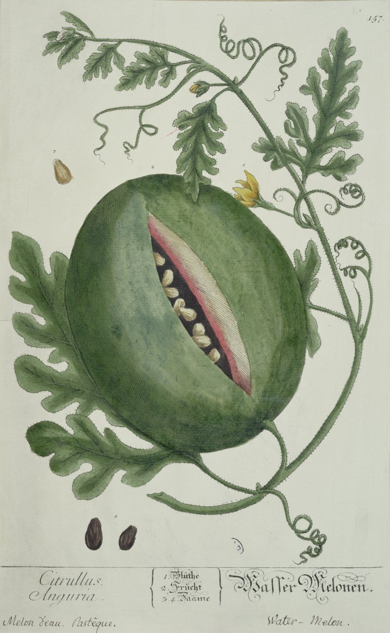 Sandía, de A Curious Herbal, edición alemana, publicada en 1757 de German School