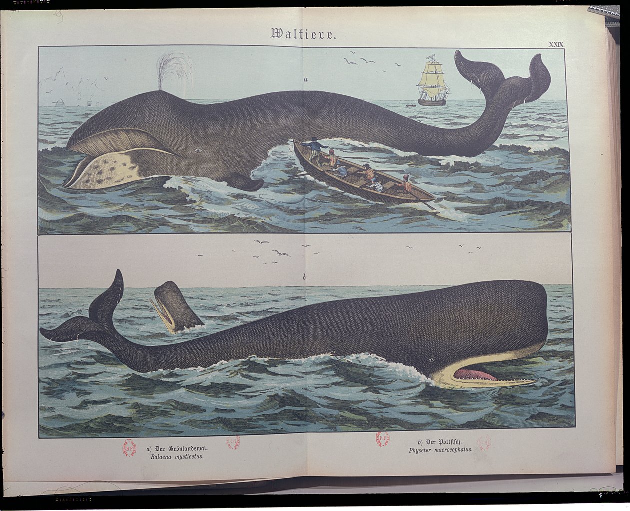 Caza de Ballenas y Cachalote, de Historia Natural de los Mamíferos (1861) por Gotthelf Heinrich von Schubert (1780-1860), publicado en Stuttgart, 1886 de German School