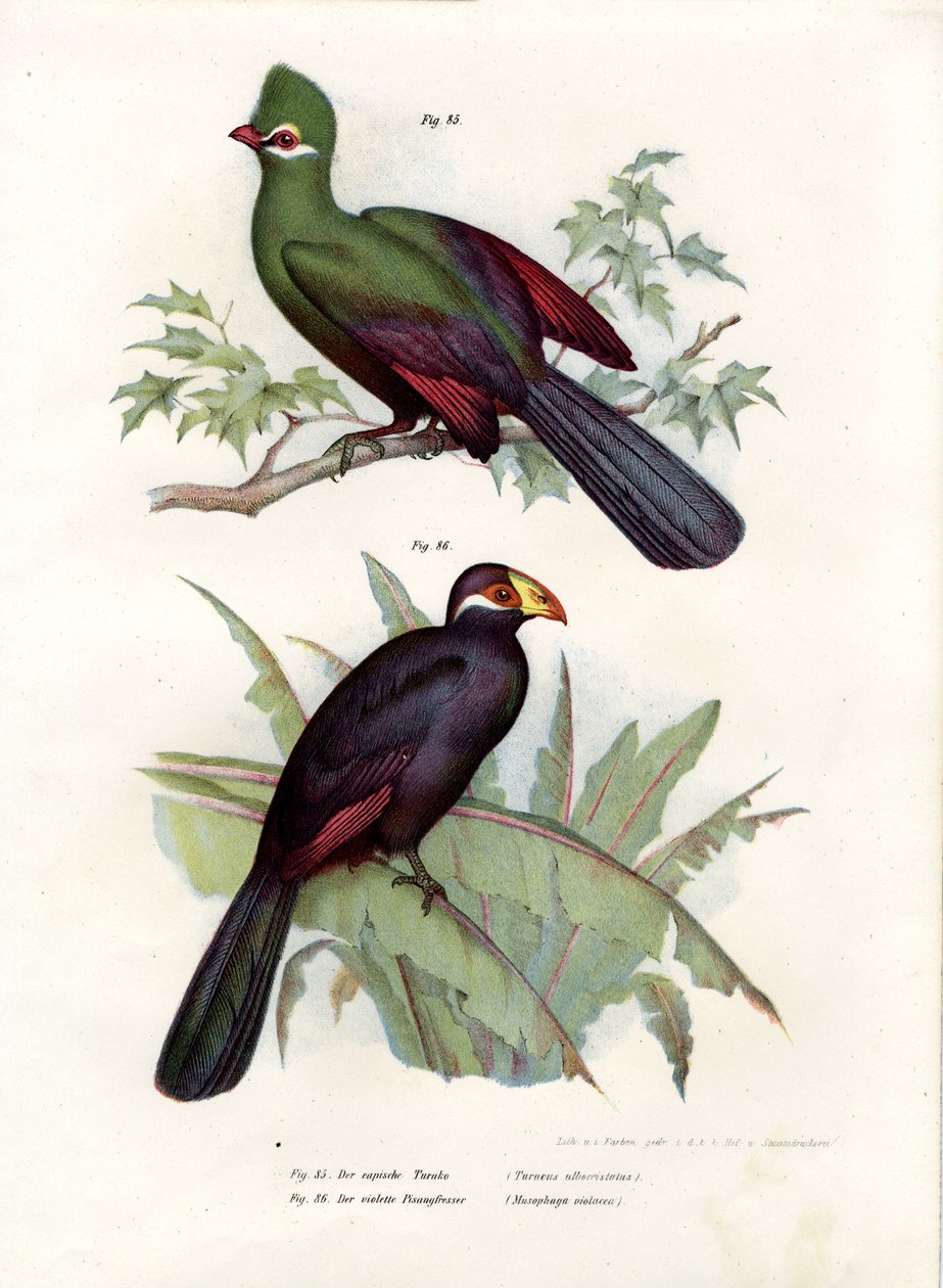 Turaco de Cresta Blanca, 1864 de German School