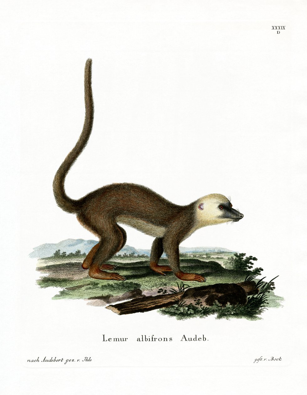 Lemur de Cabeza Blanca de German School