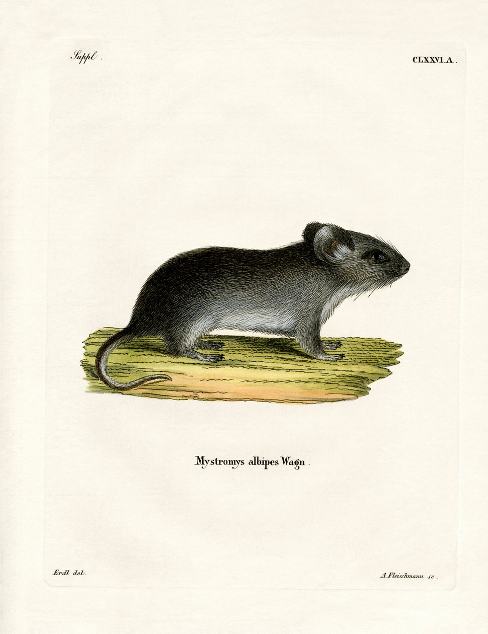 Ratón de Cola Blanca de German School