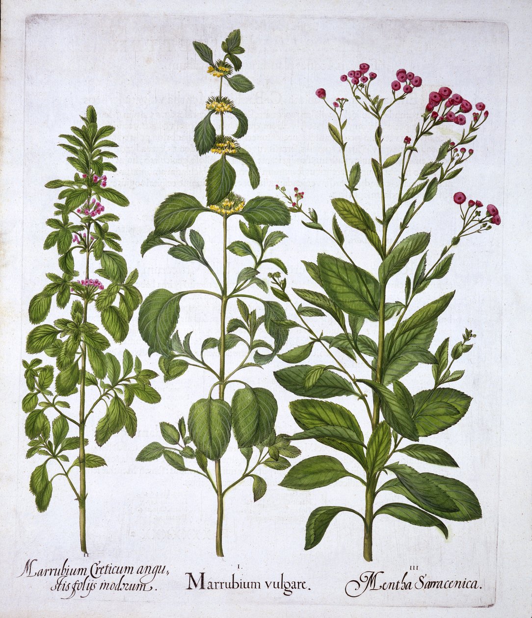 Marrubio blanco, marrubio y menta, de Hortus Eystettensis, por Basil Besler, pub. 1613 de German School