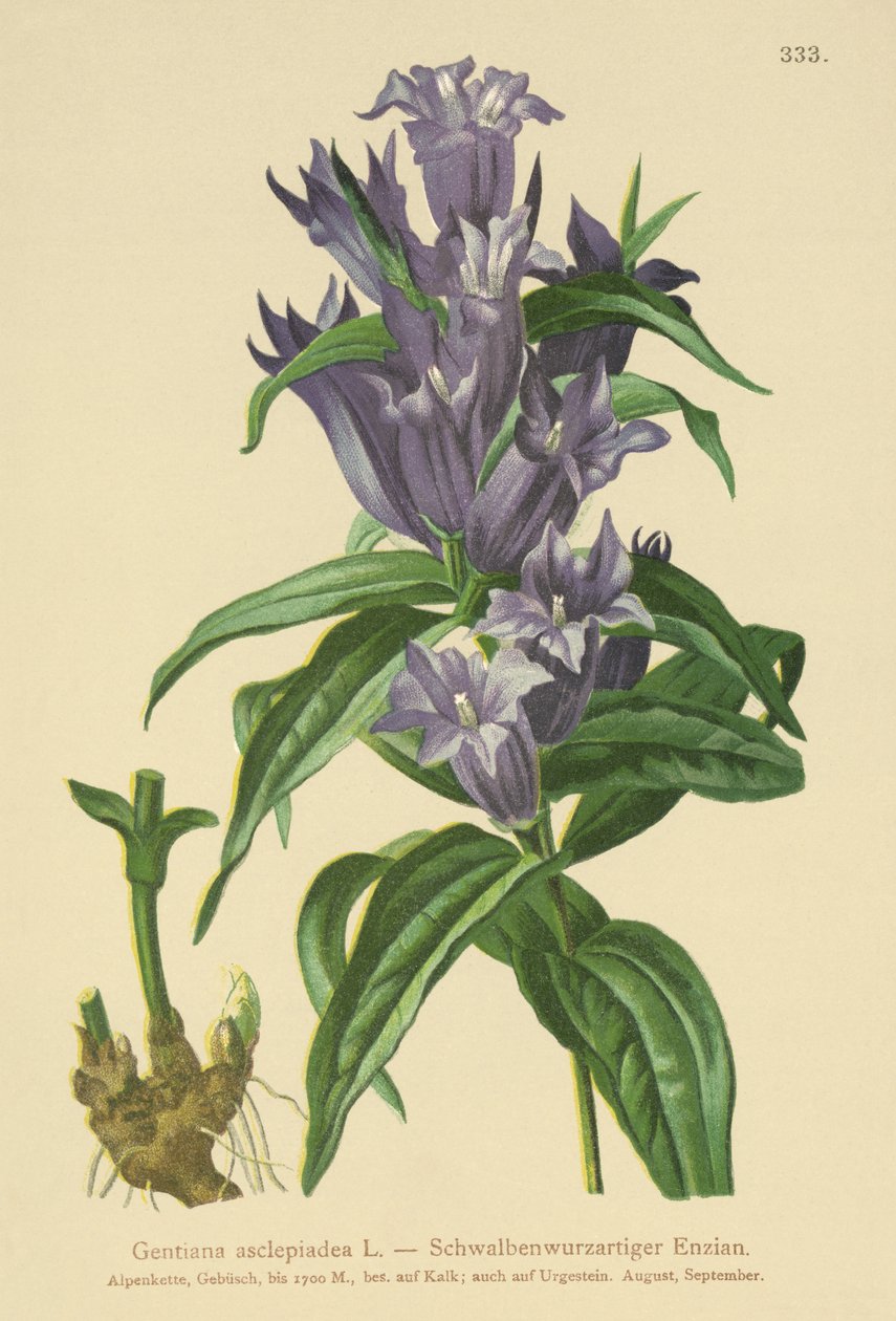 Genciana de sauce (Gentiana asclepiadea) de German School