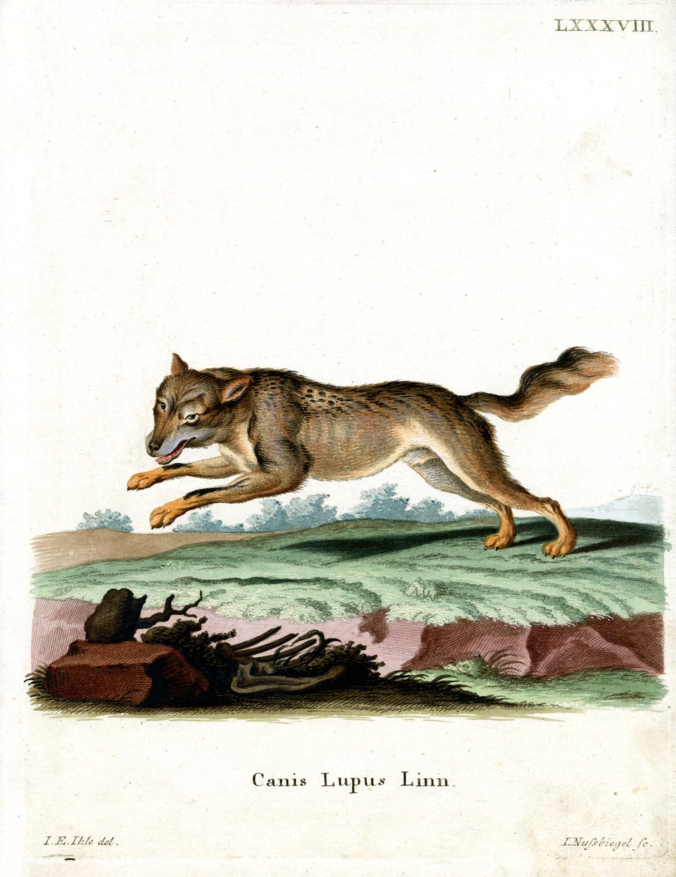 Lobo de German School