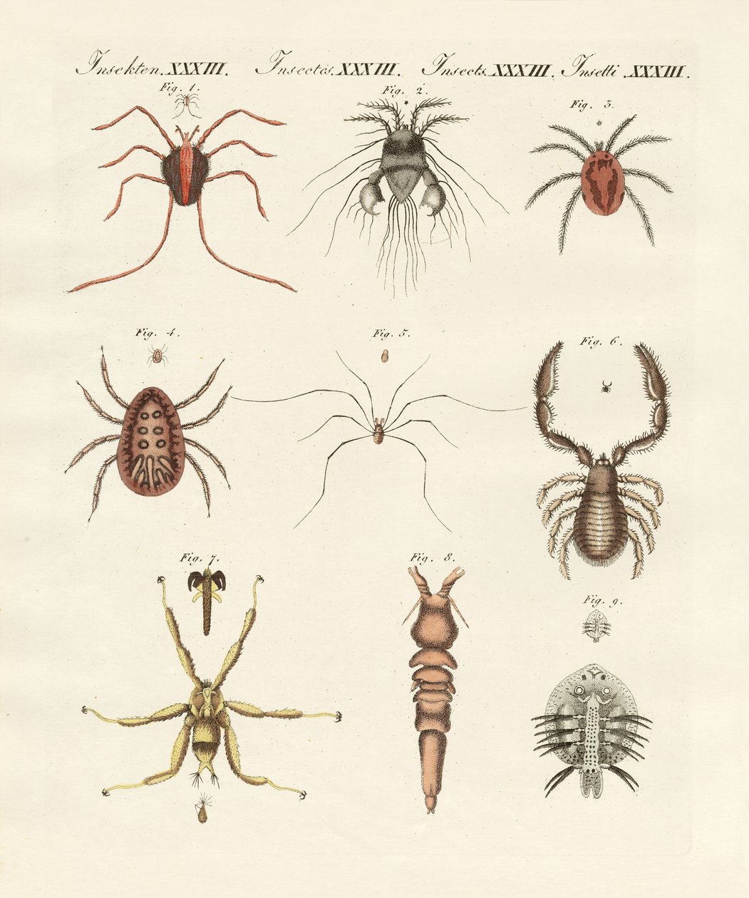 Insectos maravillosos de German School