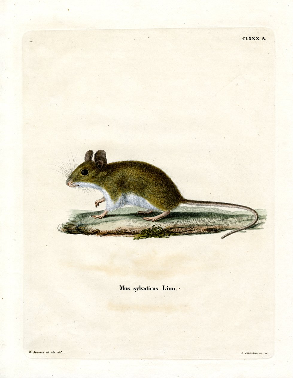 Ratón de campo de German School