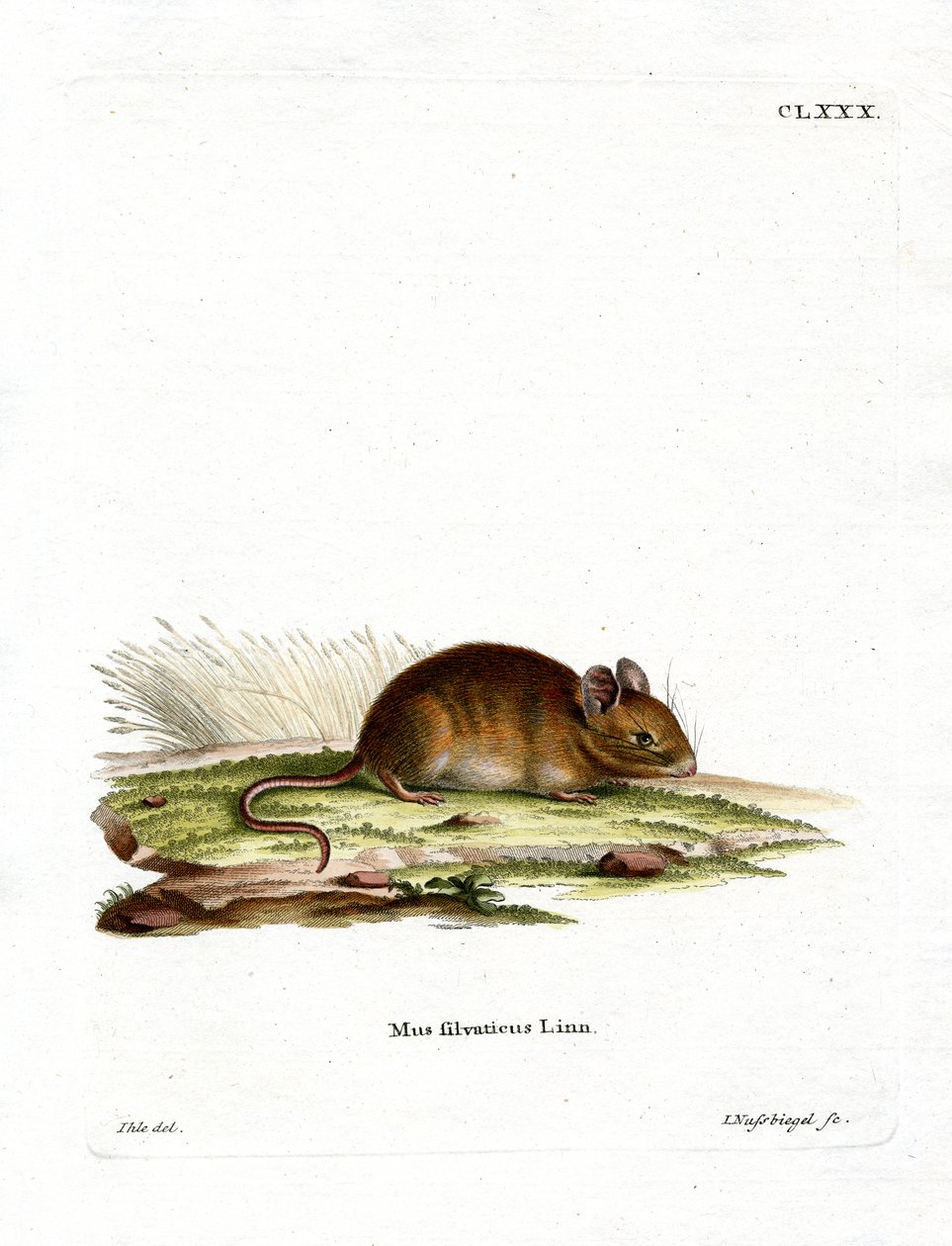 Ratón de Bosque de German School