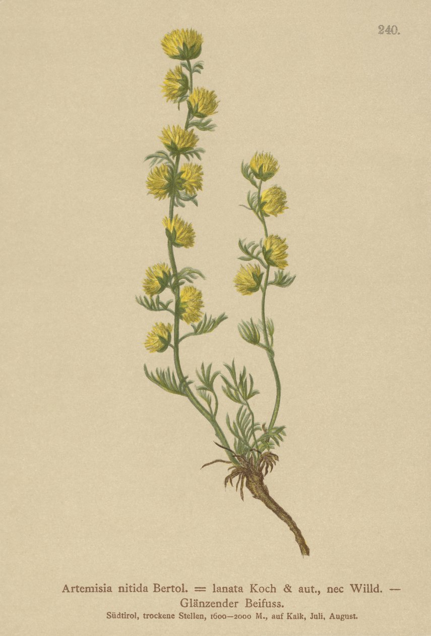 Ajenjo (Artemisia nitida, Artemisia lantana) de German School