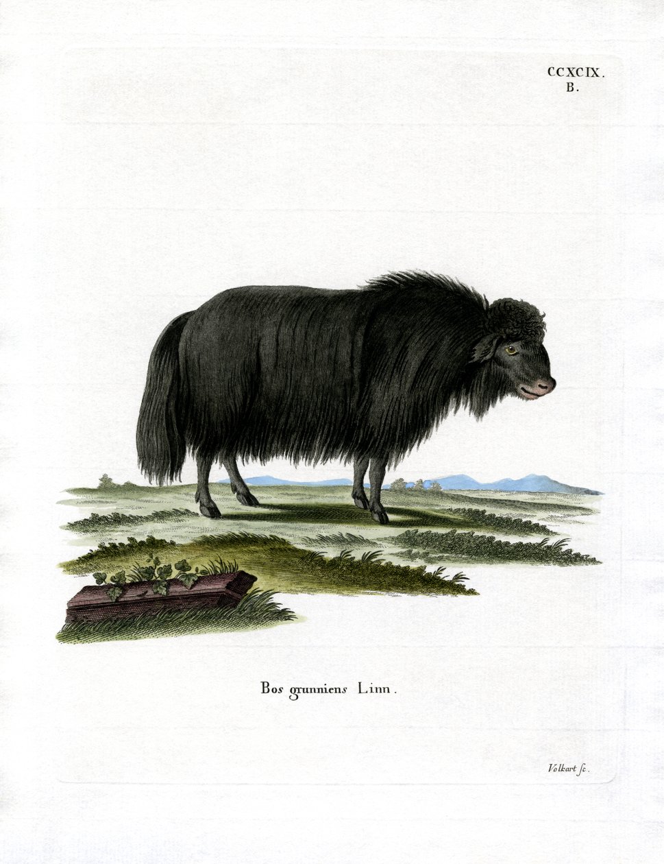 Yak de German School
