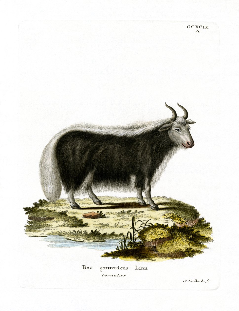 Yak de German School