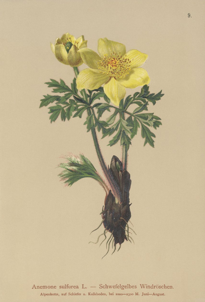 Anémona amarilla (Anemone sulfurea, Anemone sulphurea, Pulsatilla alpina) de German School