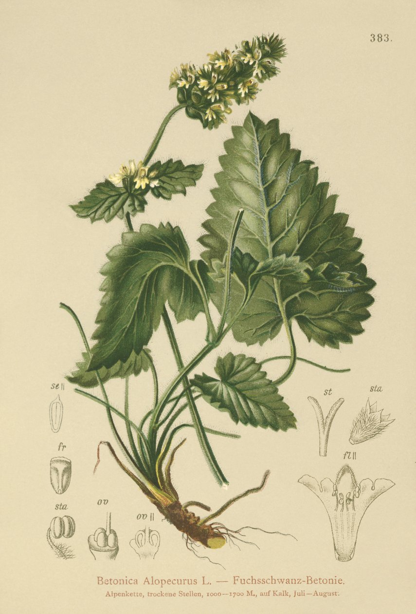 Betónica amarilla (Betonica Alopecurus, Stachys alopecuros) de German School