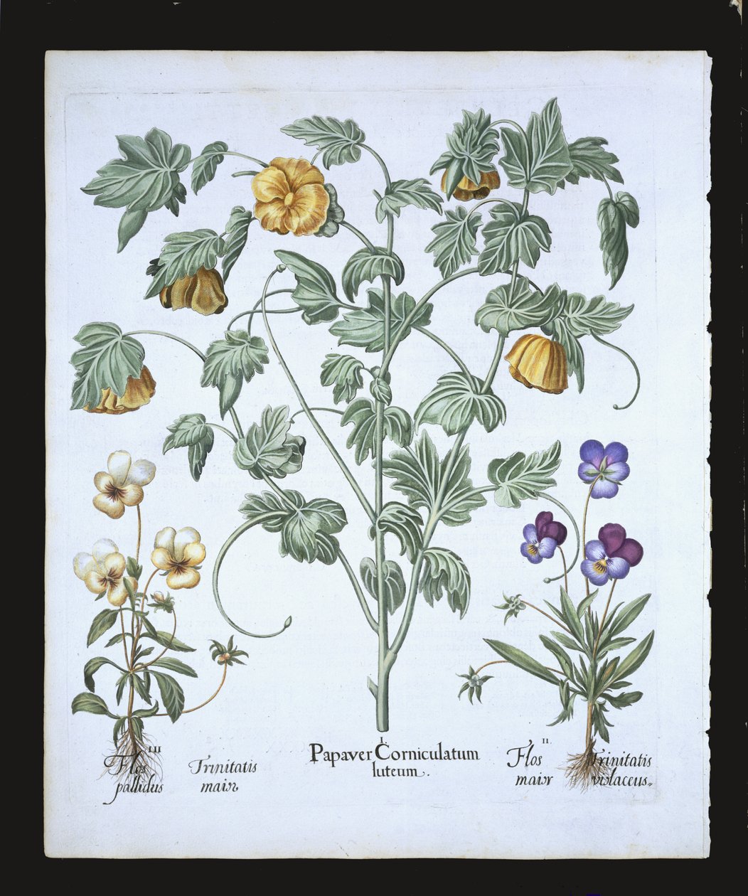 Amapola cornuda amarilla, de Hortus Eystettensis por Basil Besler, pub. 1613 de German School
