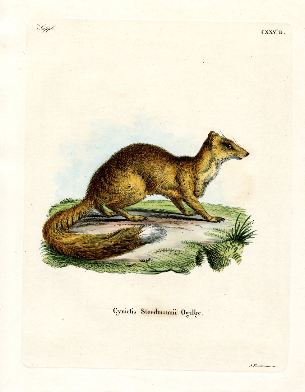 Mangosta Amarilla de German School
