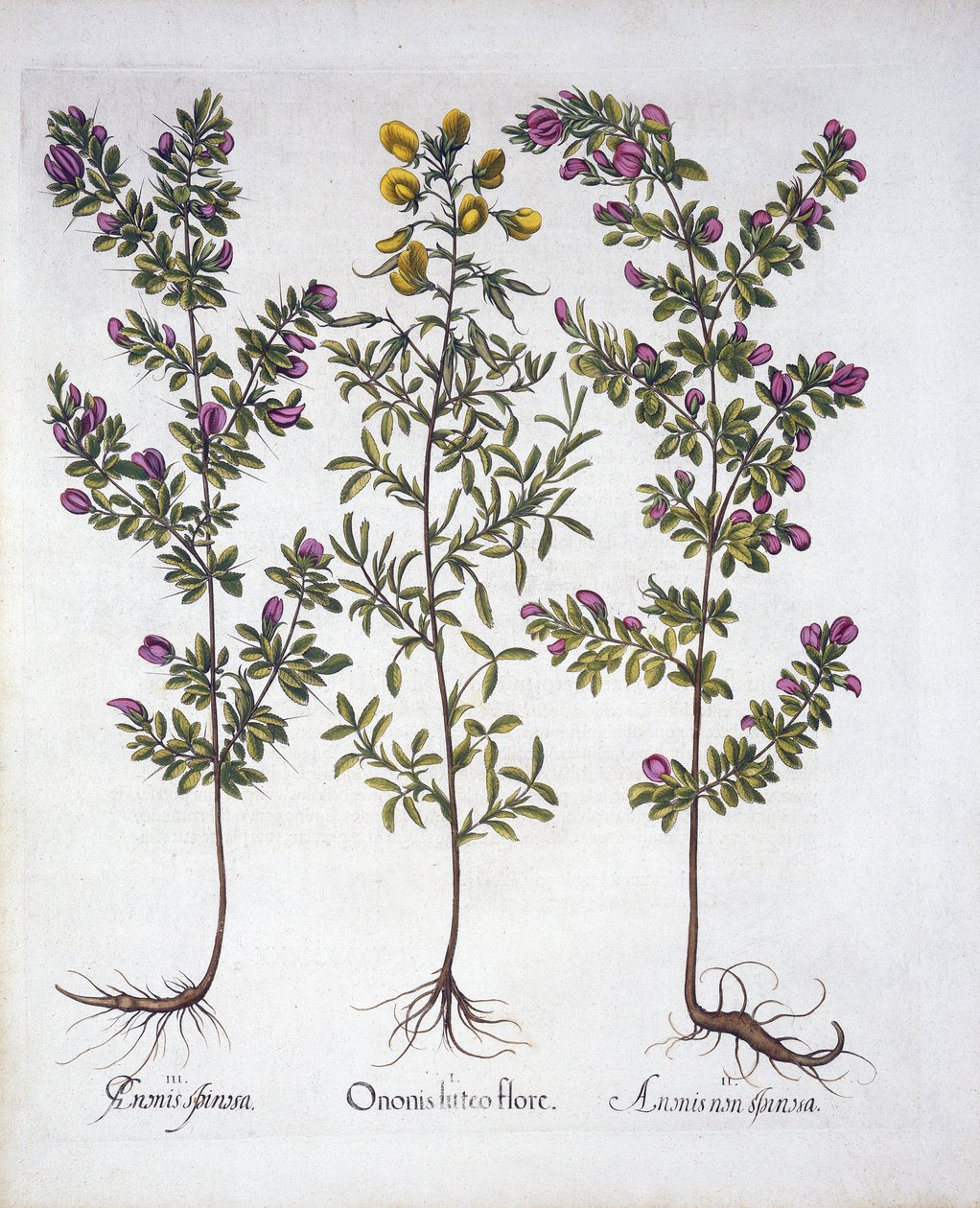 Ononis amarilla, Ononis rosada y Ononis espinosa rosada, de Hortus Eystettensis, por Basil Besler (1561-1629), pub. 1613 de German School