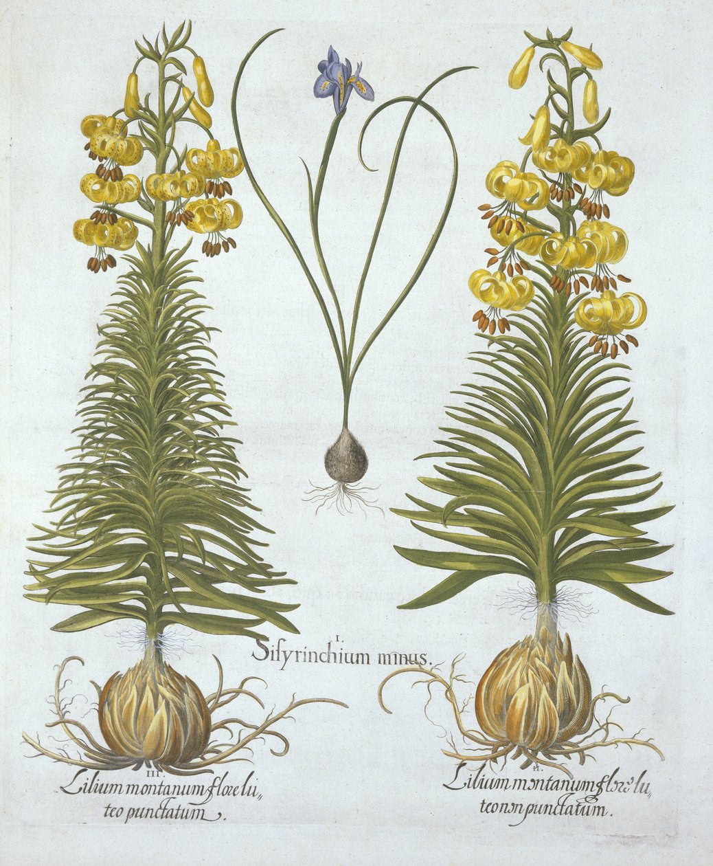 Lirio martagón amarillo con bulbo y Sisyrinchium, de Hortus Eystettensis, por Basil Besler (1561-1629), pub. 1613 de German School