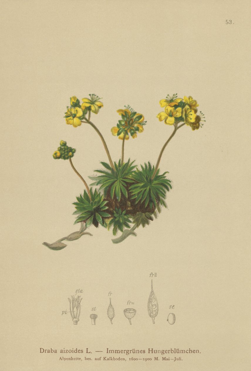 Draba amarilla (Draba aizoides) de German School