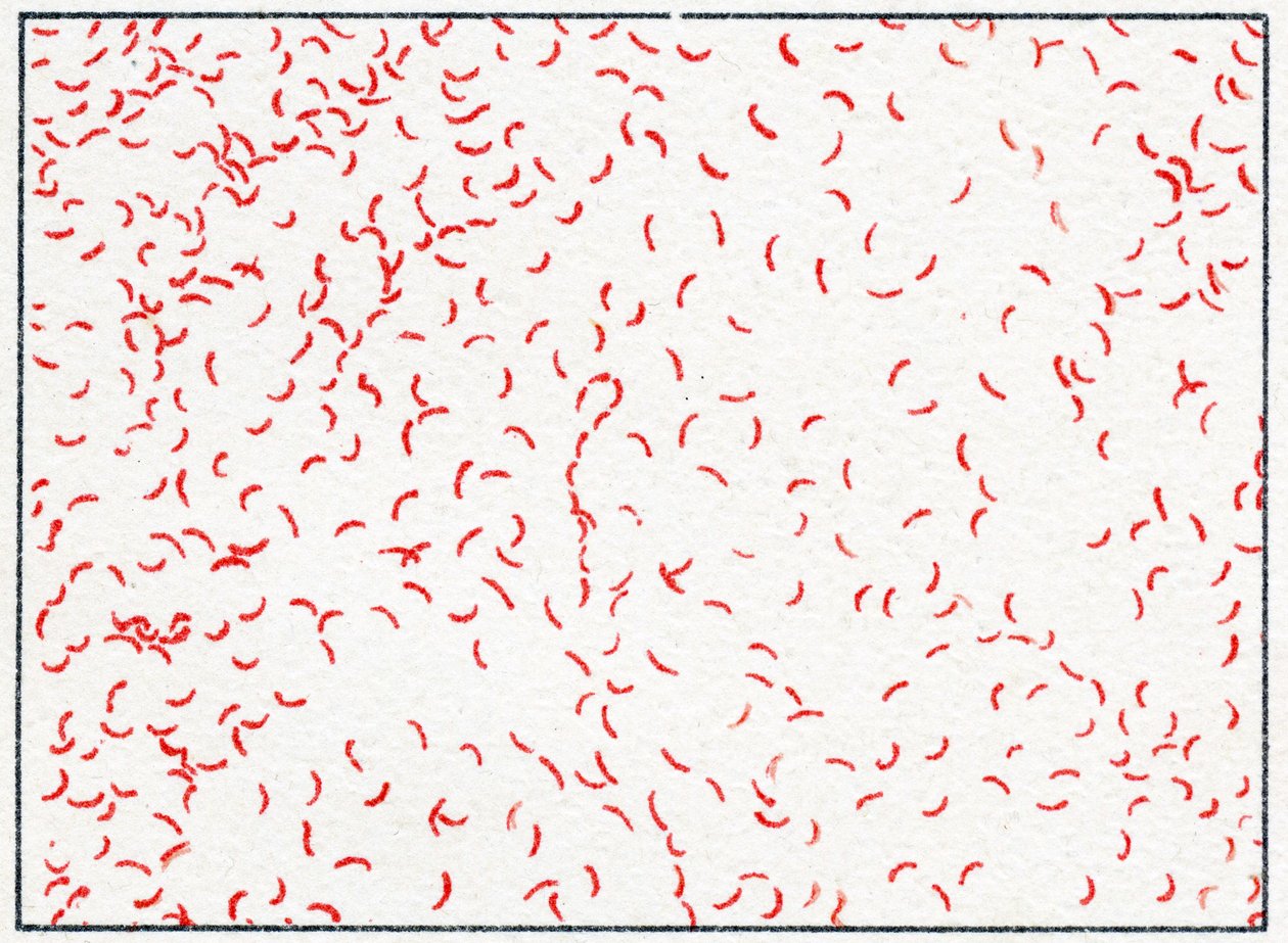 Bacterium Vibrio cholerae c.1890 de German School