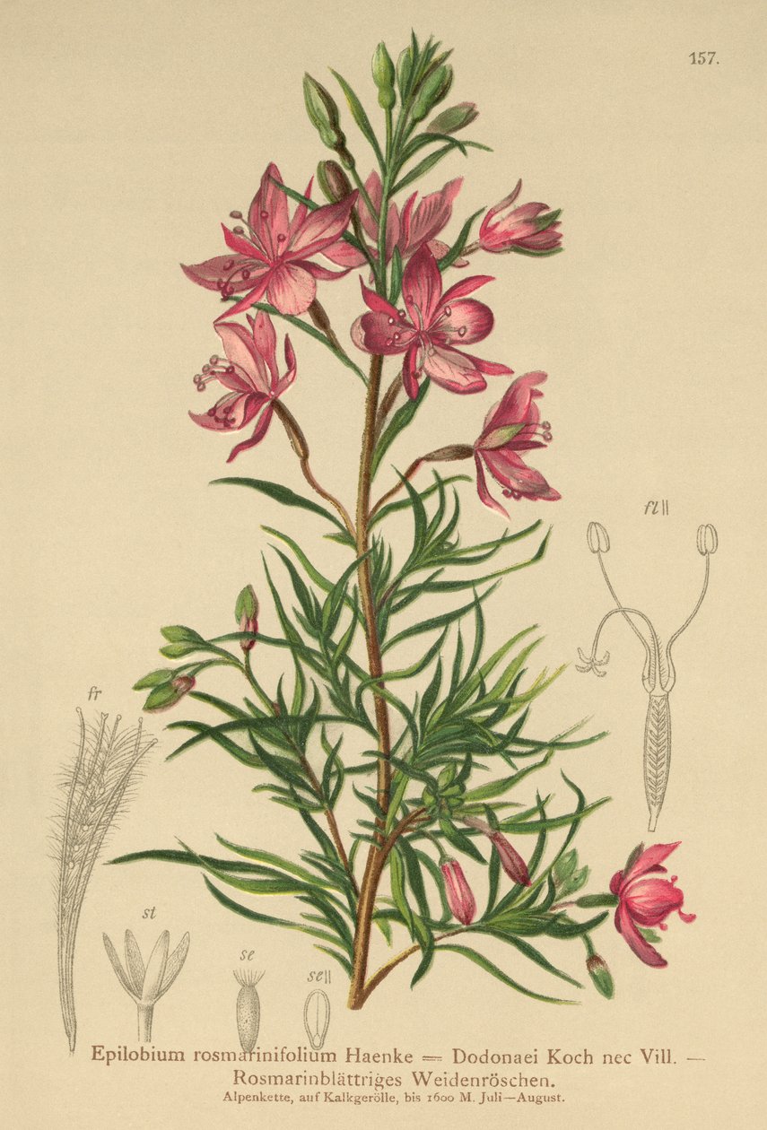 Epilobio de hojas de romero (Epilobium rosmarinifolium, Epilobium Dodonaei) de German School