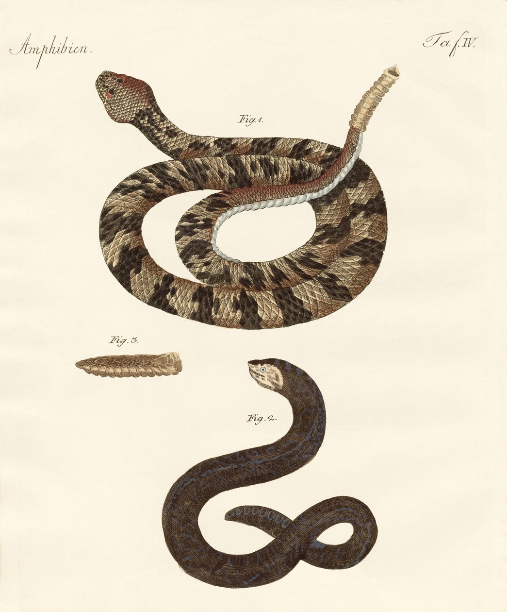 Serpiente de German School