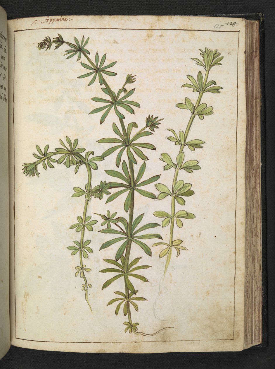 Una planta con hojas verdes, de "Paintings of Flora of the Roman States" de Gherardo Cibo, Add MS 22333, f125r, c.1564-84 (acuarela y gouache sobre papel) de Gherardo Cibo