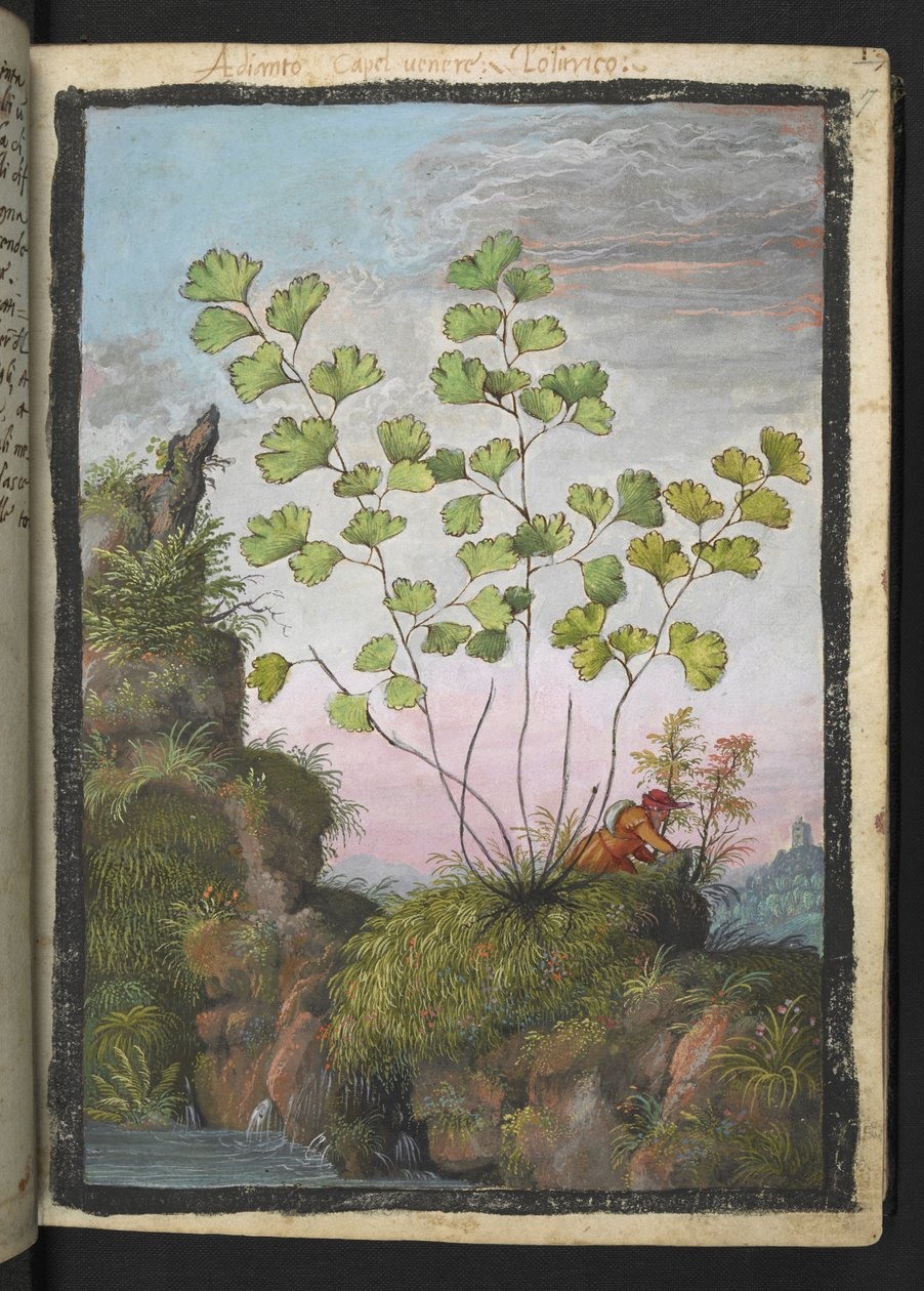 Adiantum capillus-veneris, de "Pinturas de Flora de los Estados Romanos" de Gherardo Cibo, Add MS 22333, f017r, c.1564-84 (acuarela y gouache sobre papel) de Gherardo Cibo