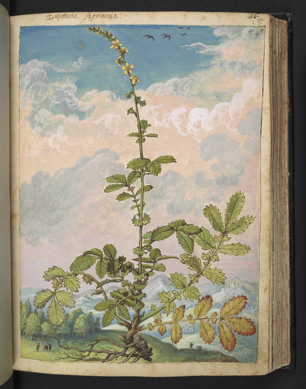 Agrimonia eupatoria, de "Pinturas de flora de los estados romanos" de Gherardo Cibo, Add MS 22333, f087r, c.1564-84 (acuarela y gouache sobre papel) de Gherardo Cibo