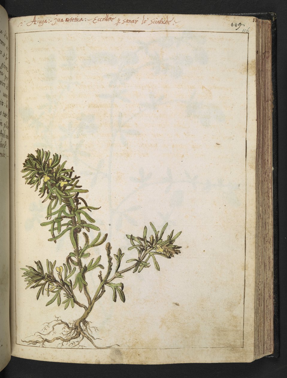Ajuga chamaepitys: Una planta con hojas verdes y flores amarillas, de "Paintings of Flora of the Roman States" de Gherardo Cibo, Add MS 22333, f116r, c.1564-84 (acuarela y gouache sobre papel) de Gherardo Cibo