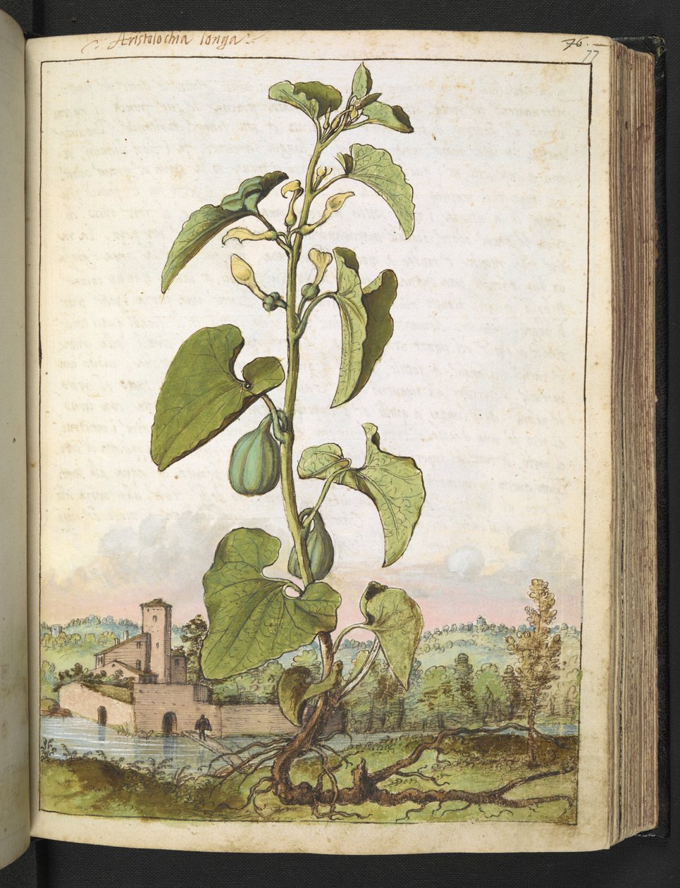 Aristolochia clematitis, de "Pinturas de flora de los estados romanos" de Gherardo Cibo, Add MS 22333, f077r, c.1564-84 (acuarela y gouache sobre papel) de Gherardo Cibo