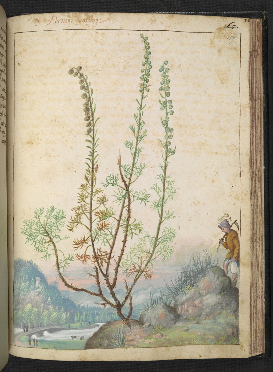 Artemisia abrotanum (madera del sur), de "Pinturas de la flora de los estados romanos" de Gherardo Cibo, Add MS 22333, f157r, c.1564-84 (acuarela y gouache sobre papel) de Gherardo Cibo