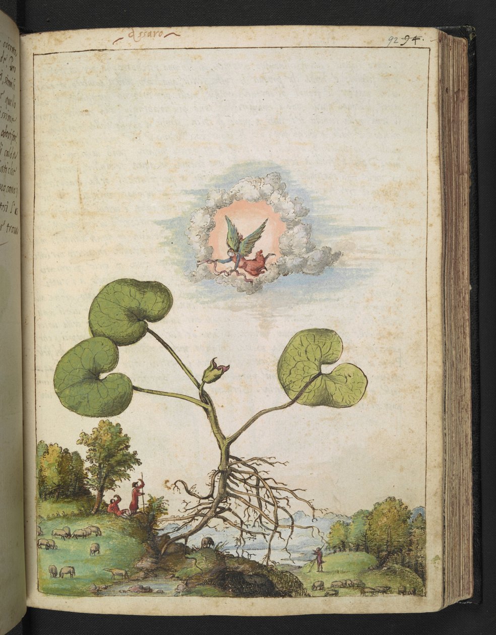 Asarum europaeum, de "Pinturas de flora de los estados romanos" de Gherardo Cibo, Add MS 22333, f092r, c.1564-84 (acuarela y gouache sobre papel) de Gherardo Cibo