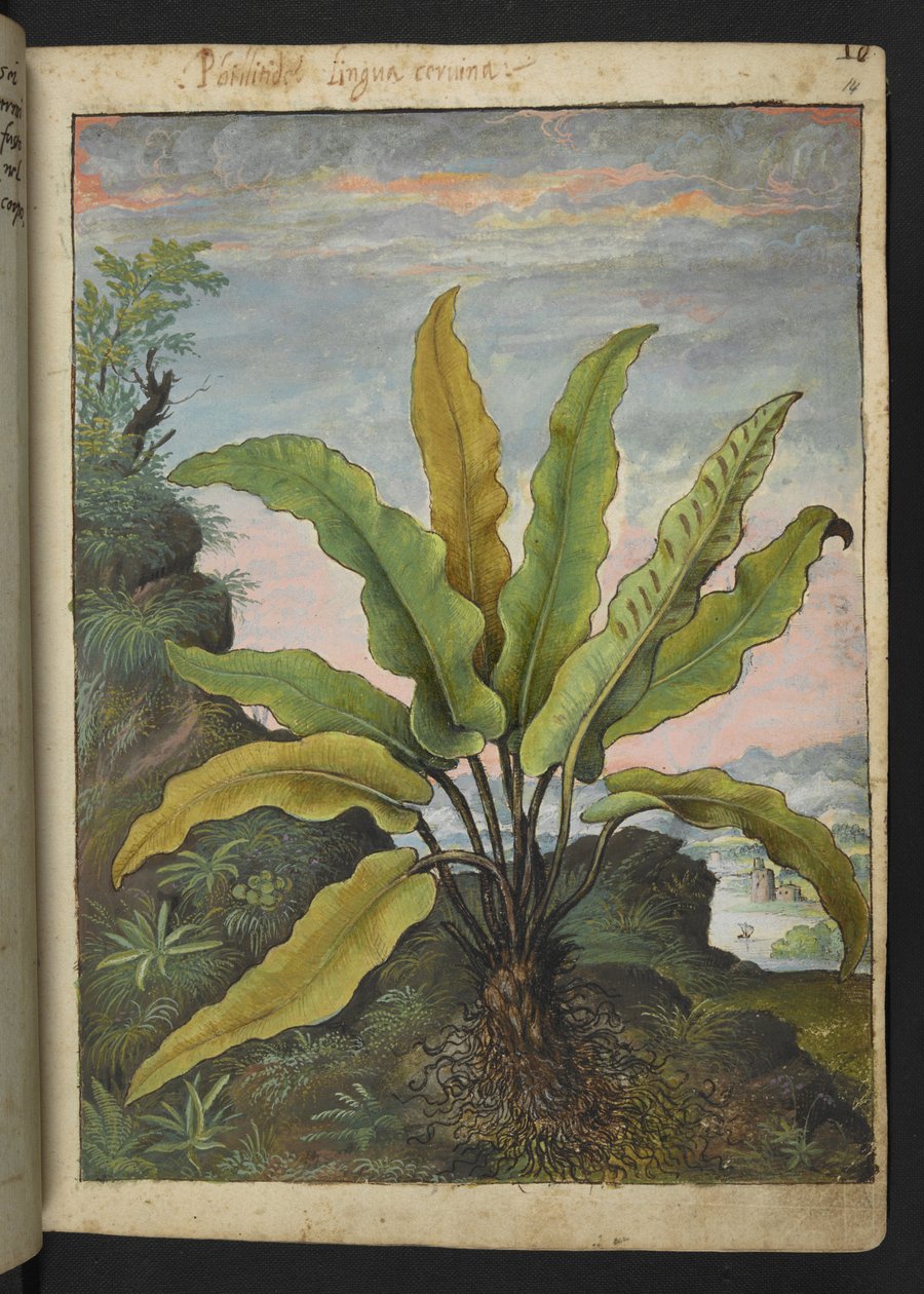 Asplenium scolopendrium, de "Pinturas de la flora de los estados romanos" de Gherardo Cibo, Add MS 22333, f014r, c.1564-84 (acuarela y gouache sobre papel) de Gherardo Cibo
