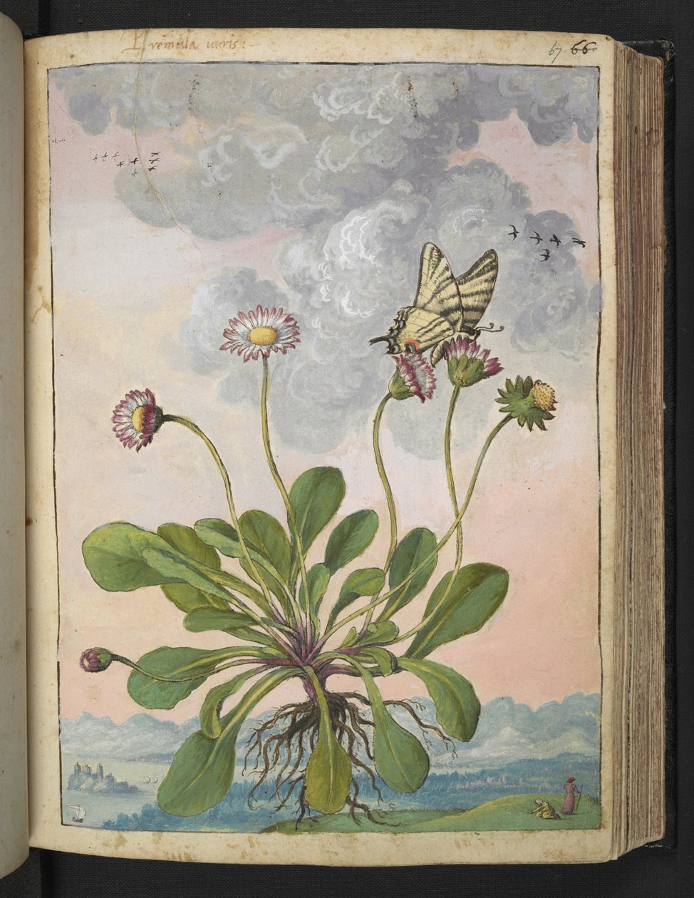 Bellis perennis, de "Pinturas de flora de los estados romanos" de Gherardo Cibo, Add MS 22333, f067r, c.1564-84 (acuarela y gouache sobre papel) de Gherardo Cibo