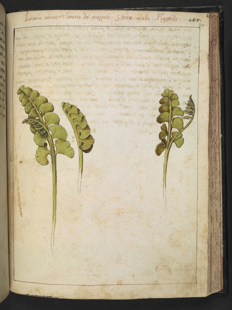 Botrychium lunaria (helecho), de "Pinturas de la flora de los estados romanos" de Gherardo Cibo, Add MS 22333, f149r, c.1564-84 (acuarela y gouache sobre papel) de Gherardo Cibo