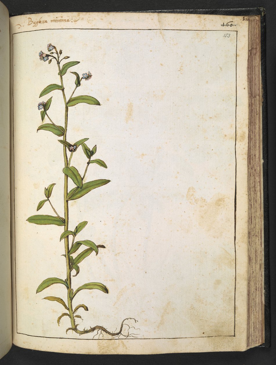 Buglossa, Anchusa azurea (Loddon Royalist), de "Pinturas de Flora de los Estados Romanos" de Gherardo Cibo, Add MS 22333, f153r, c.1564-84 (acuarela y gouache sobre papel) de Gherardo Cibo