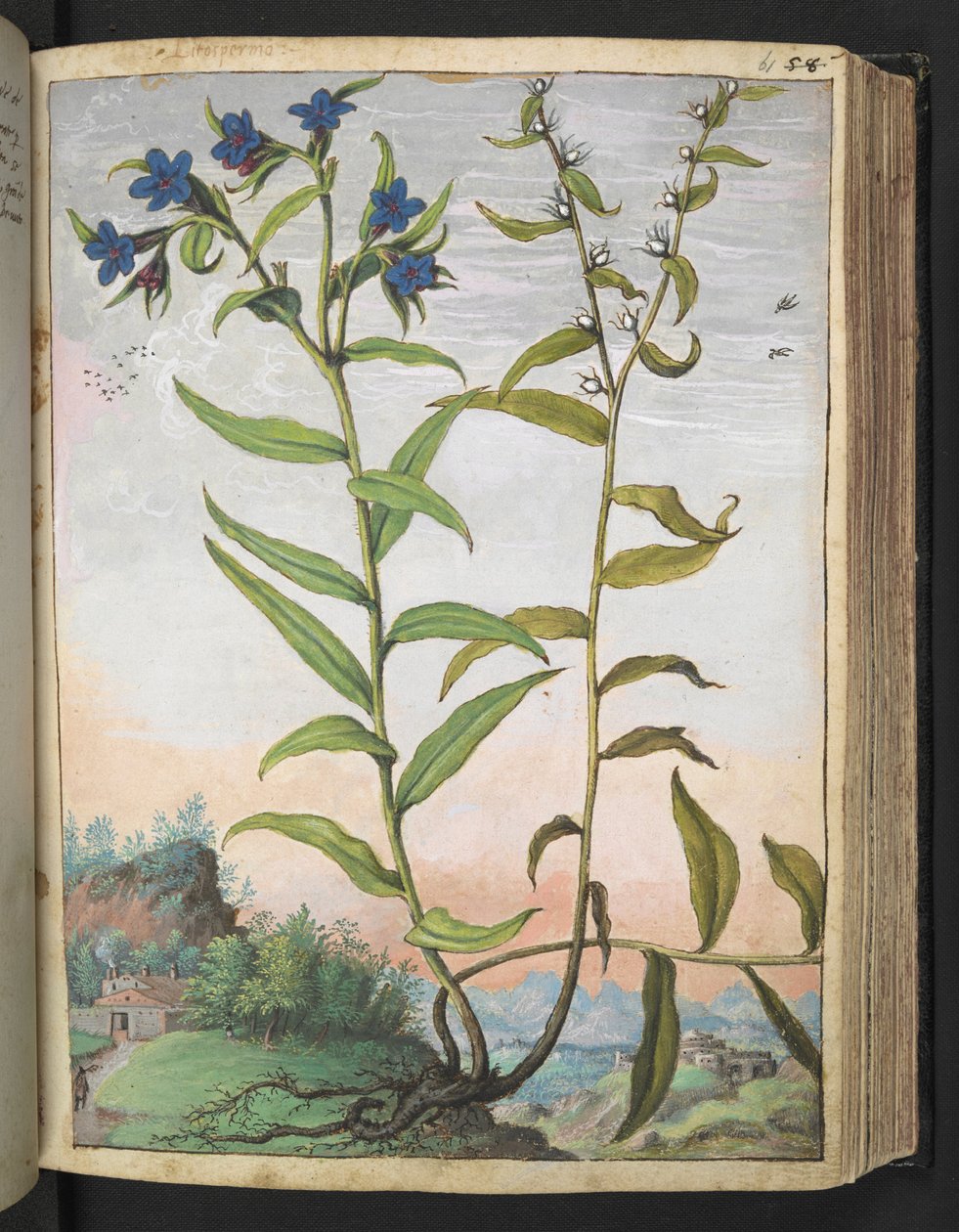 Buglossoides purpurocaerulea, de "Pinturas de la flora de los estados romanos" de Gherardo Cibo, Add MS 22333, f061r, c.1564-84 (acuarela y gouache sobre papel) de Gherardo Cibo
