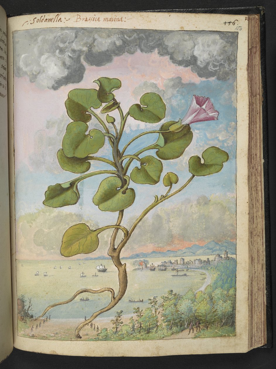 Calystegia soldanella, de "Pinturas de flora de los estados romanos" de Gherardo Cibo, Add MS 22333, f150r, c.1564-84 (acuarela y gouache sobre papel) de Gherardo Cibo