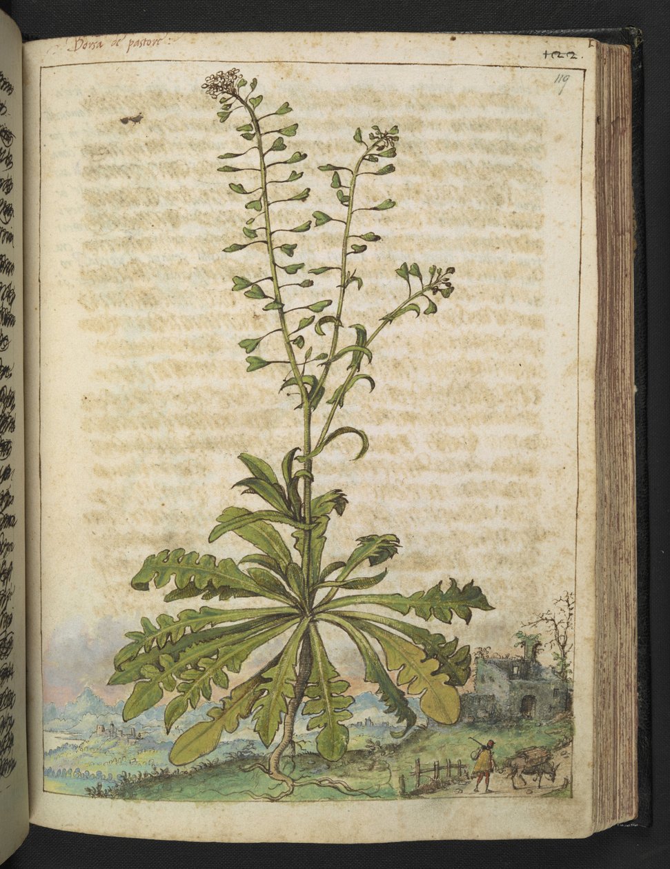 Capsella bursa-pastoris, de "Pinturas de Flora de los Estados Romanos" de Gherardo Cibo, Add MS 22333, f119r, c.1564-84 (acuarela y gouache sobre papel) de Gherardo Cibo