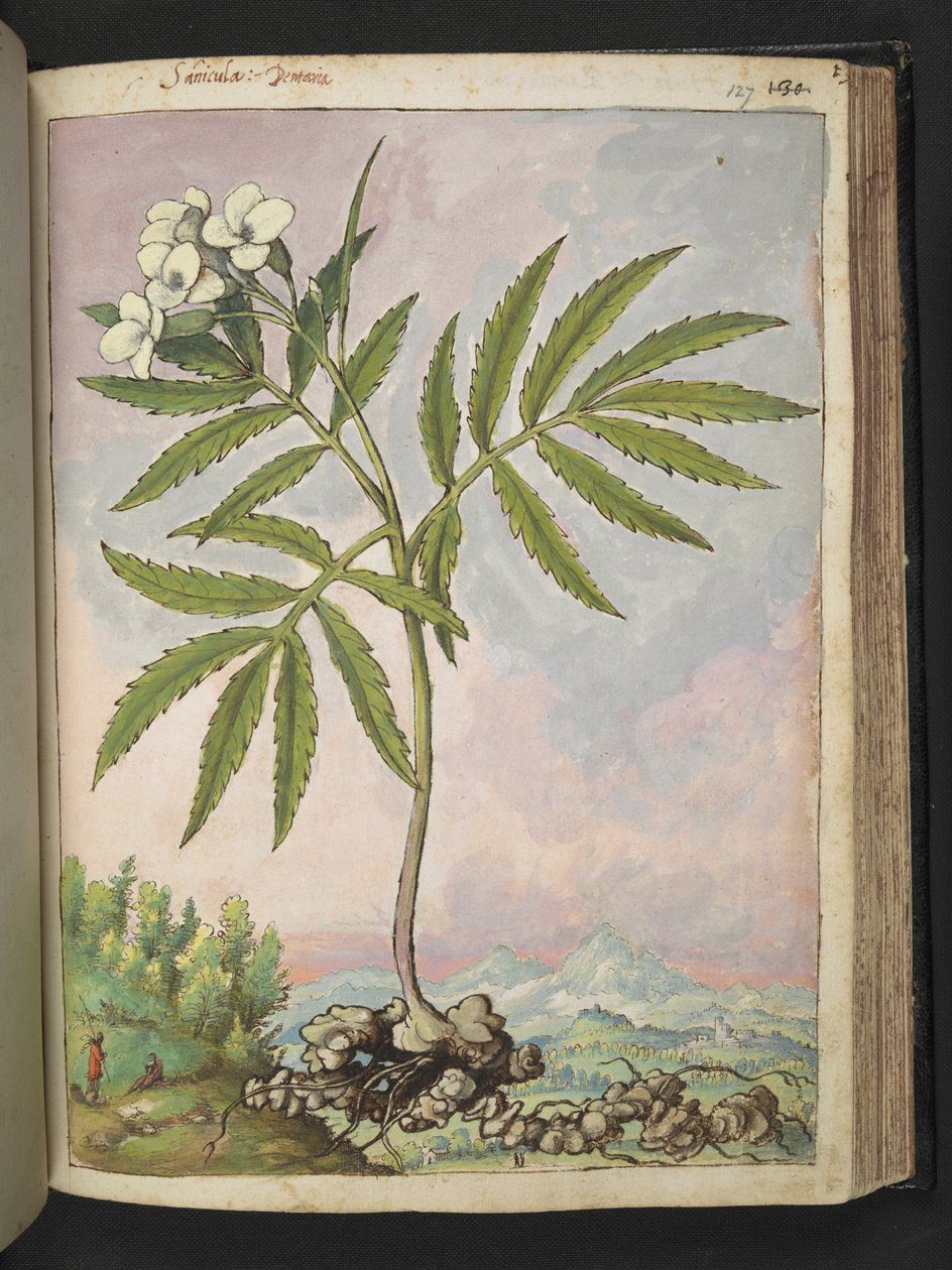 Cardamine heptaphylla, de "Paintings of Flora of the Roman States" de Gherardo Cibo, Add MS 22333, f127r, c.1564-84 (acuarela y gouache sobre papel) de Gherardo Cibo