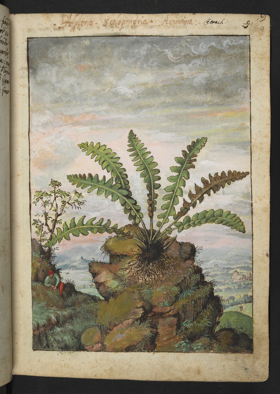 Ceterach officinarum, de "Pinturas de Flora de los Estados Romanos" de Gherardo Cibo, Add MS 22333, f013r, c.1564-84 (acuarela y gouache sobre papel) de Gherardo Cibo